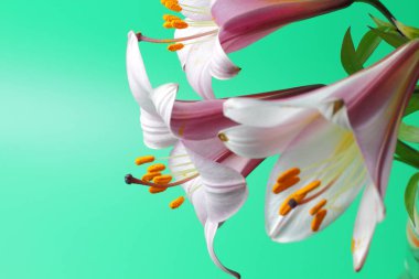 Açık yeşil bir arka plan üzerinde büyük bir pembe zambak yakın çekim birkaç çiçek. Bir düğün davetiyesi veya tatil tebrik için mükemmel dekorasyon, metin için yer.