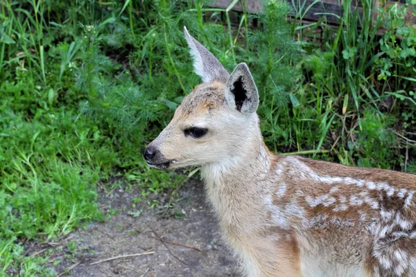 Neugieriges Lamm Capreolus Auf Grünem Hintergrund Freier Wildbahn Nahaufnahme Hoher — Stockfoto