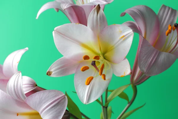 Kilka Kwiatów Dużego Różowego Lilii Zbliżenie Jasnozielonym Tle Jasny Naturalny — Zdjęcie stockowe