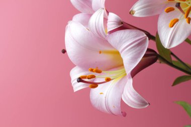 Pembe bir arka plan üzerinde büyük pembe zambak çiçekleri, Parlak doğal renk, bir düğün davetiyesi veya tatil tebrik için mükemmel dekorasyon. metin için yer.