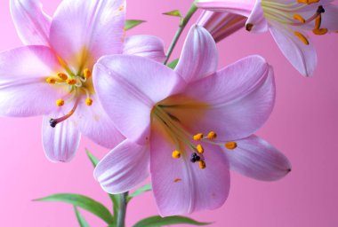 Pembe bir arka plan üzerinde büyük pembe zambak çiçekleri, Parlak doğal renk, bir düğün davetiyesi veya tatil tebrik için mükemmel dekorasyon. metin için yer.