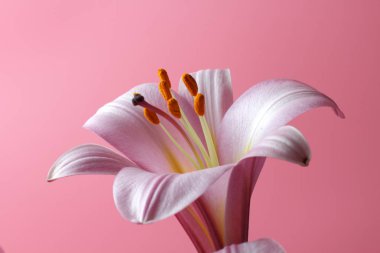 Pembe bir arka plan üzerinde büyük pembe zambak çiçekleri, Parlak doğal renk, bir düğün davetiyesi veya tatil tebrik için mükemmel dekorasyon. metin için yer.