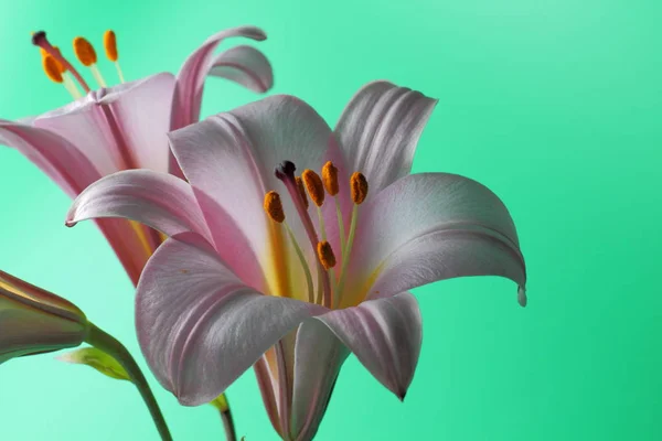 Pembe Bir Arka Plan Üzerinde Büyük Pembe Zambak Çiçekleri Parlak — Stok fotoğraf