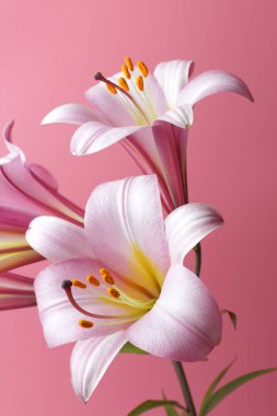 Pembe arka plan üzerinde parlak pembe büyük zambaklar, yakın çekim, doğal renkler, büyük detay.