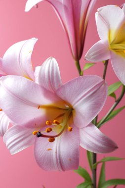 Pembe arka plan üzerinde büyük pembe zambak çiçekleri, parlak doğal renk, yüksek kontrast.