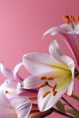 Pembe arka plan üzerinde büyük pembe zambak çiçekleri, kopyalama alanı, parlak doğal renk, yüksek kontrast.