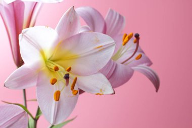 Pembe arka plan üzerinde büyük pembe zambak çiçekleri, parlak doğal renk, yüksek kontrast.