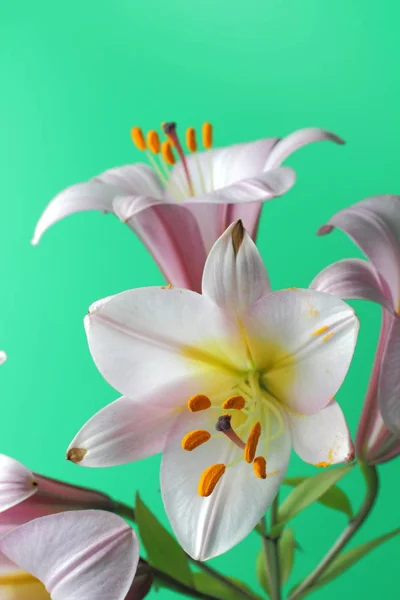 Yeşil Arka Plan Üzerinde Büyük Pembe Zambak Çiçekleri Parlak Doğal — Stok fotoğraf