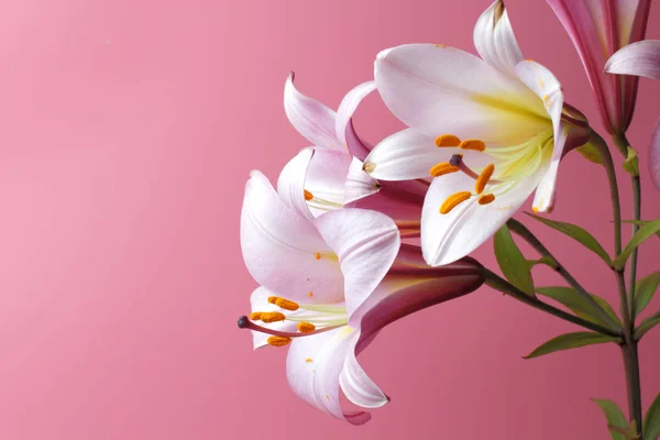 stock image Large pink lily flowers on a pink background, copy space, bright natural color, high contrast.