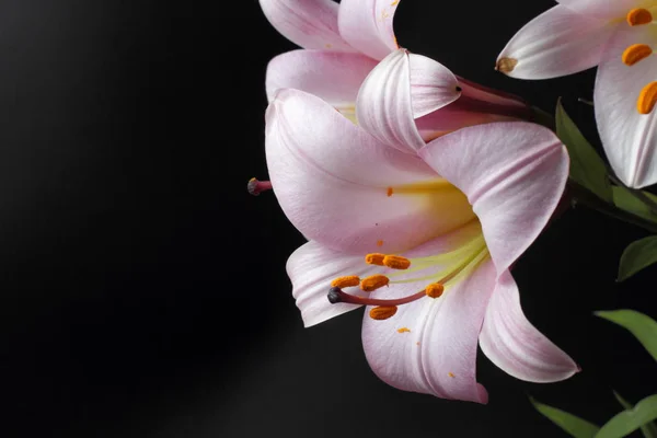 Siyah Arka Plan Üzerinde Büyük Pembe Zambak Çiçekleri Parlak Doğal — Stok fotoğraf