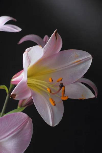 Koyu Bir Arka Plan Üzerinde Büyük Pembe Zambak Çiçekleri Parlak — Stok fotoğraf