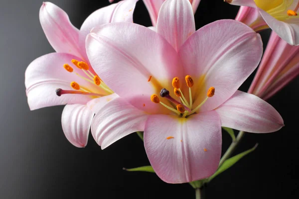 Large pink lily flowers on a dark background, bright natural color, high contrast.