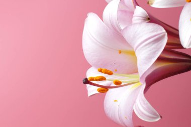 Pembe bir arka plan üzerinde yumuşak pembe renk Lily çiçekler, doğal renkler parlak, imza için bir yer. Tatil, düğün, hediye için büyük dekorasyon.