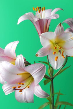 Yeşil bir arka plan üzerinde yumuşak pembe renk Lily çiçekler, doğal renkler parlak, imza için bir yer. Tatil, düğün, hediye için büyük dekorasyon.