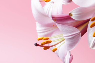Pembe bir arka plan üzerinde yumuşak pembe renk Lily çiçekler, doğal renkler parlak, imza için bir yer. Tatil, düğün, hediye için büyük dekorasyon.