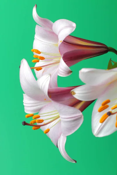 Yeşil Bir Arka Plan Üzerinde Yumuşak Pembe Renk Lily Çiçekler — Stok fotoğraf