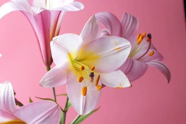 Delicate Lily Flowers Pink Background Bright Natural Colors Great Decor — Stock Photo, Image