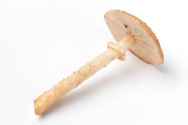 Beyaz arka plan üzerinde Bal agaric, parlak doğal renk, yüksek kontrast, yüksek detay.