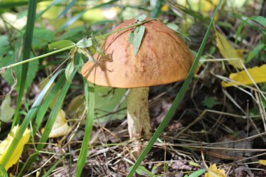 Doğal yeşillik bir arka plan karşı vahşi büyük bir şapka ile Kahverengi yenilebilir mantar