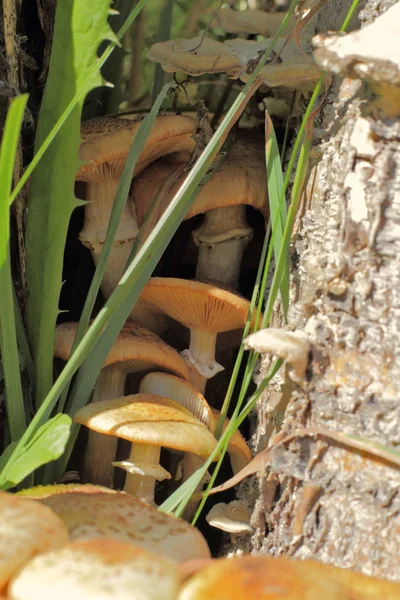 Cogumelos Mel Condições Selvagens Cor Natural Luz Solar Brilhante Alto — Fotografia de Stock