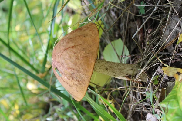 Brown Edible Mushroom Large Hat Wild Background Natural Greenery — Stock Photo, Image