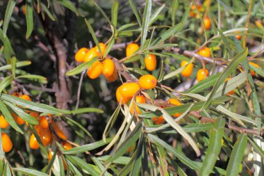 Doğal koşullarda bir çalı dalı taze olgun deniz dikeni berry, parlak güneşli havalarda görünümü.