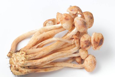 Beyaz arka plan üzerinde bal agarics Doğal demet, parlak doğal renk, yüksek kontrast, yüksek detay.