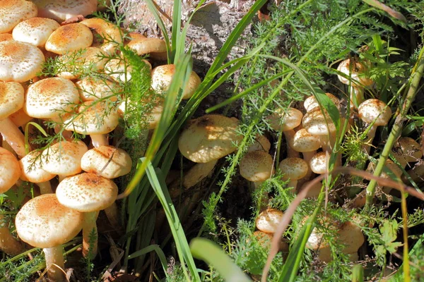 Honey Mushrooms Wild Conditions Natural Color Bright Sunshine High Contrast — Stock Photo, Image