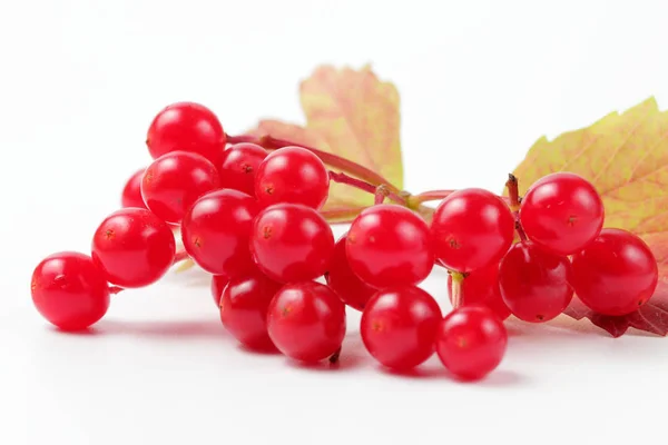 Ein Bündel Leuchtend Saftig Reifes Viburnum Auf Weißem Hintergrund Natürliche — Stockfoto