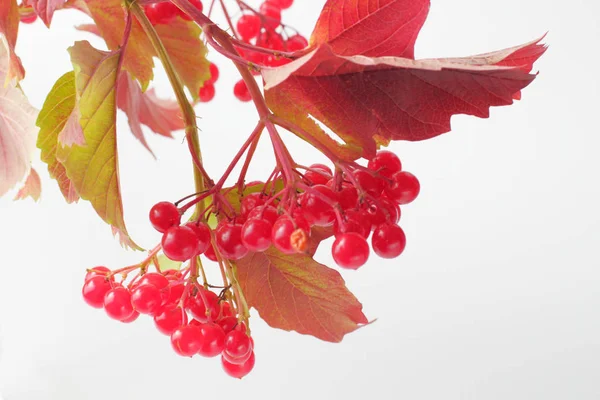 Bando Viburnum Maduro Suculento Brilhante Fundo Branco Cores Naturais Excelente — Fotografia de Stock