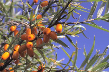 Doğal koşullarda bir çalı dalı taze olgun deniz dikeni berry, berrak mavi gökyüzüne karşı parlak güneşli havalarda görünümü.
