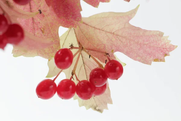 Reife Saftige Beeren Von Medizinischem Viburnum Auf Weißem Hintergrund Mit — Stockfoto