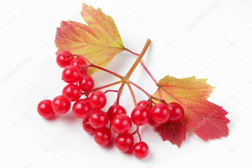 Ripe juicy berries of medicinal viburnum on a white background with autumn tree leaves. Natural vibrant colors, high contrast.