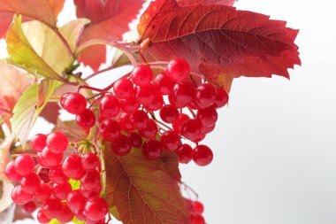 Sonbahar ağacı yaprakları ile beyaz bir arka plan üzerinde tıbbi viburnum olgun sulu meyveleri. Yakın çekim, doğal parlak renkler, yüksek kontrast.