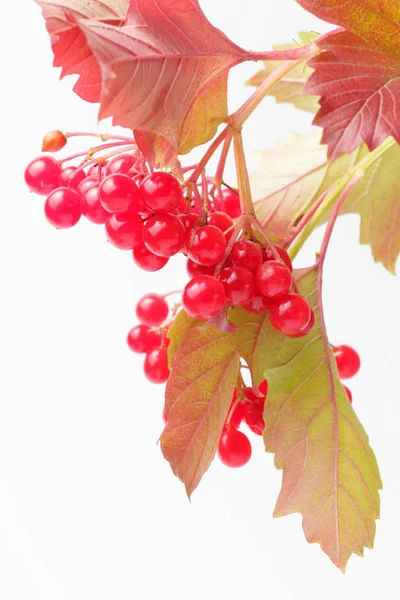 Ramo Foglie Bacche Viburno Maturo Succoso Sfondo Bianco Colori Naturali — Foto Stock