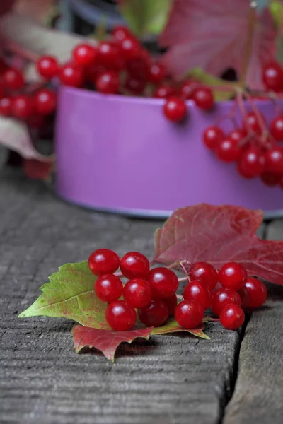 Viburnum Bagas Suculentas Maduras Com Folhas Nos Ramos Coloração Outono — Fotografia de Stock