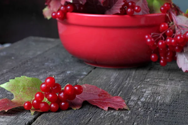 Viburnum Bagas Suculentas Maduras Com Folhas Nos Ramos Coloração Outono — Fotografia de Stock