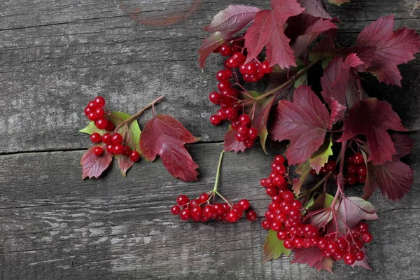Viburnum Juicy Ripe Berries Leaves Branches Autumn Coloring Rustic Background — Stock Photo, Image
