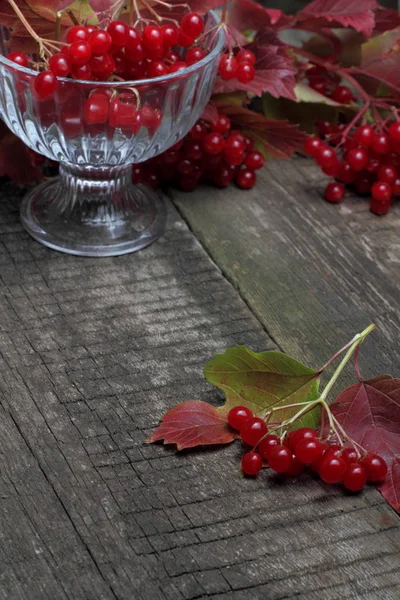 Viburnum Bayas Jugosas Maduras Con Hojas Las Ramas Color Otoño —  Fotos de Stock