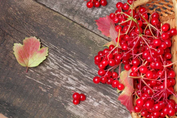 Viburnum 多汁和成熟的浆果与叶子在秋天的树枝上 在一个乡村背景与有趣的结构 平坦的景色 明亮的自然颜色 — 图库照片