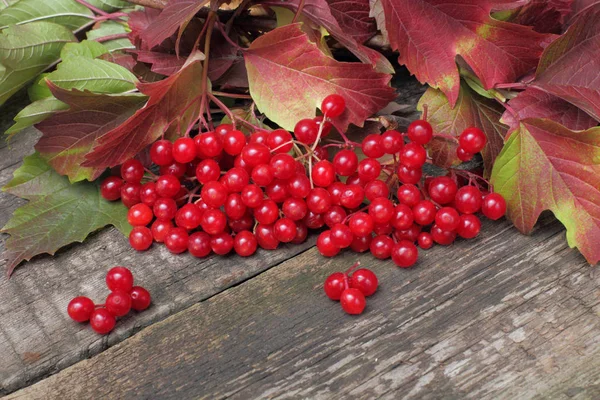 ヴィバーナム ジューシーで熟した果実は 興味深い構造 明るい自然な色と素朴な背景に着色秋の枝に葉を持ちます — ストック写真