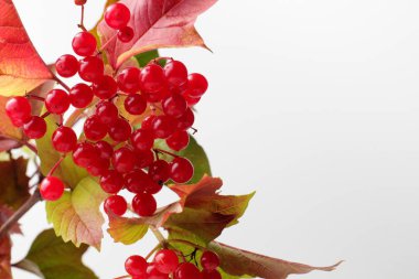 Sonbahar ağacı yaprakları ile beyaz bir arka plan üzerinde tıbbi viburnum olgun sulu meyveleri, metin için yer. Yakın çekim, doğal parlak renkler, yüksek kontrast.