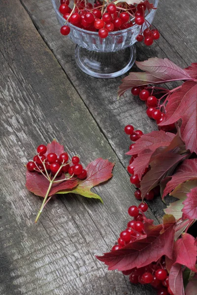 Viburnum Ζουμερά Και Ώριμα Μούρα Φύλλα Στα Κλαδιά Του Φθινοπώρου — Φωτογραφία Αρχείου