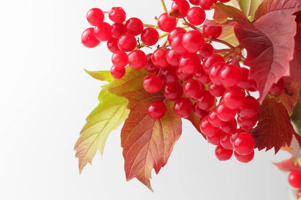 Reife Saftige Beeren Von Medizinischem Viburnum Auf Weißem Hintergrund Mit — Stockfoto