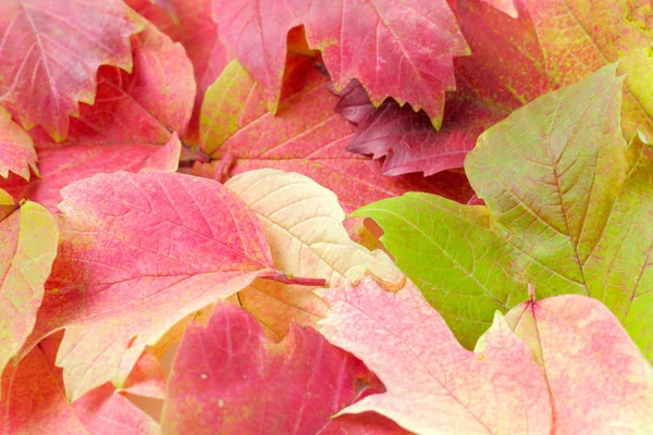 Fundo Folhas Outono Brilhantes Close Vermelho Viburnum Cores Suculentas Alto — Fotografia de Stock