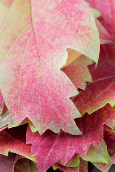 Hintergrund Aus Leuchtenden Herbstblättern Roter Viburnum Nahaufnahme Saftige Farben Hoher — Stockfoto