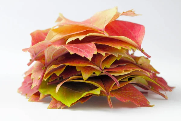 Ein Stapel Leuchtend Saftiger Blätter Von Rotem Viburnum Auf Weißem — Stockfoto