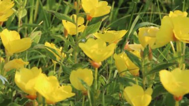 Sarı orman çiçekleri hafif esintide sallanıyor, parlak yaz renkleri, çerçevede ışık hareketi.