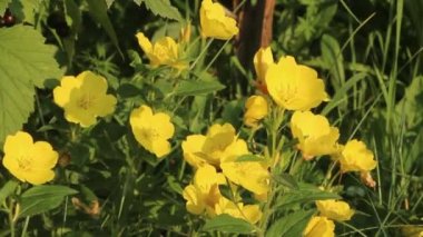 Parlak sarı orman çiçekleri hafif rüzgarda sallanıyor, parlak yaz renkleri, çerçevede ışık hareketi.