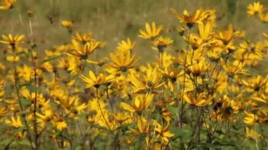 Parlak sonbahar büyük çiçekleri rüzgarda sallanıyor, çerçevede çok fazla hareket var, arka plan olarak orman.,